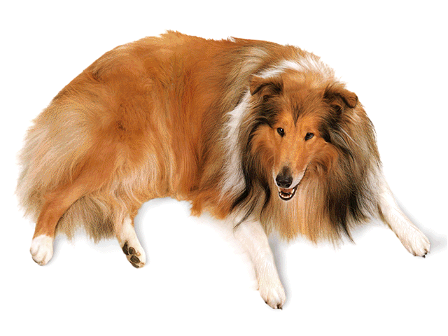 colly.gif (102169 bytes)